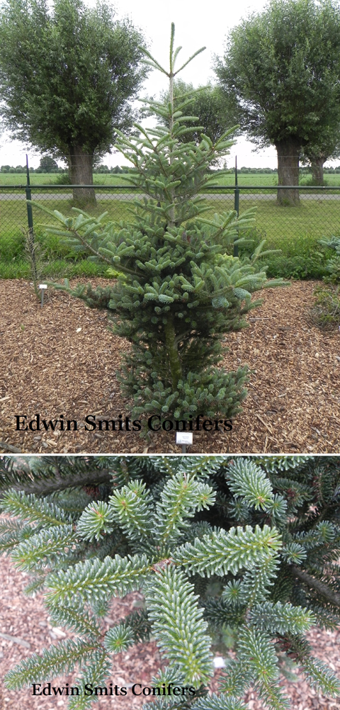 Abies koreana 'Blaue Einz'